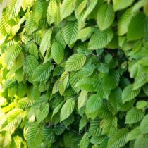 Avenbok 175-200 cm XL Avenbok 175-200 cm XL