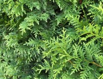 Thuja Brabant 60-80 cm Thuja Brabant 60-80 cm