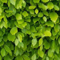 Bok 175-200 cm XL Bok 175-200 cm XL